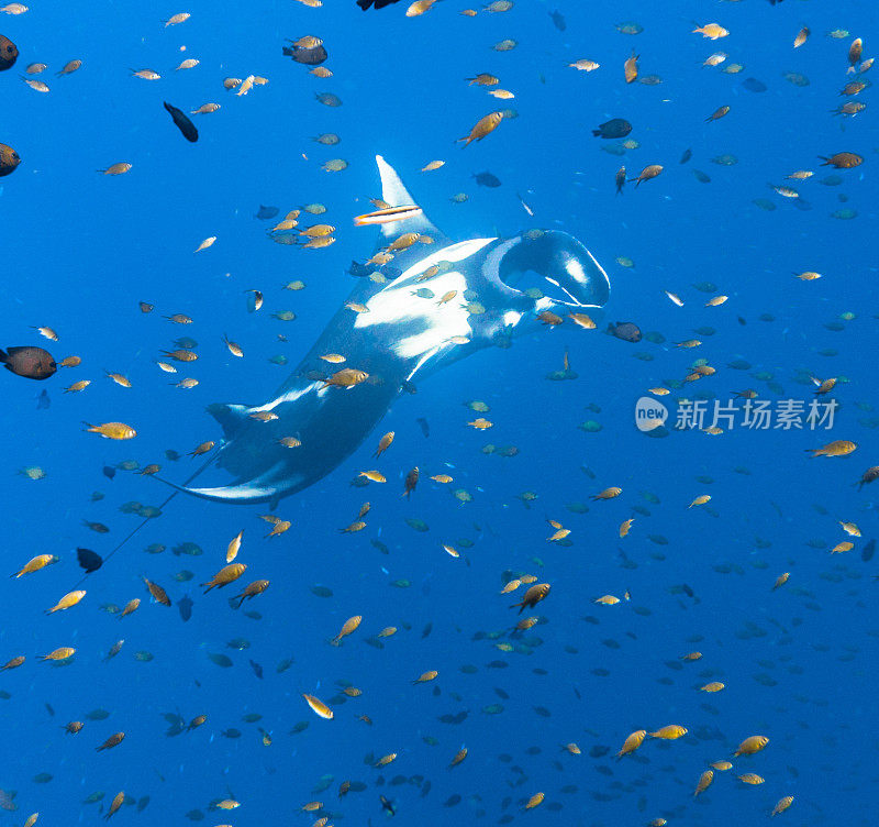 海洋蝠鲼(Manta birostris)游过清洁站。在世界自然保护联盟的红色名单中，这些优雅的动物正在成为野外罕见的景象。